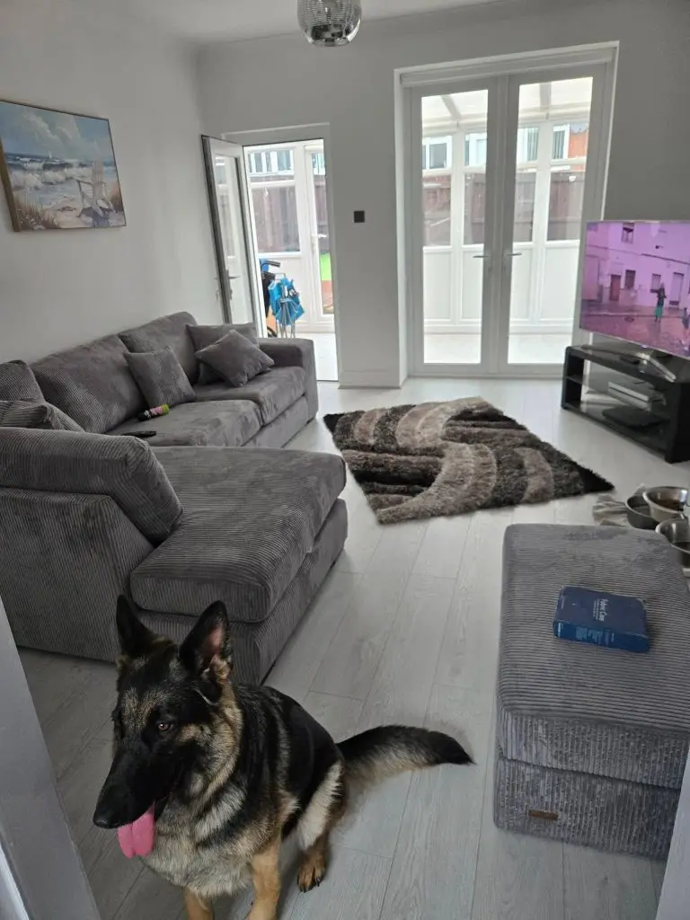 Light Grey Living Room – laminate – dog